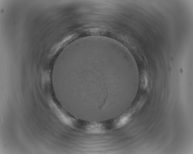 X0000085300278200703231906