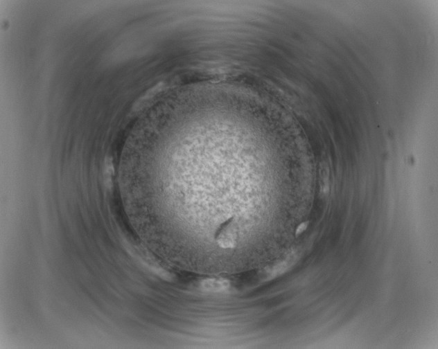 X0000085300279200703231906