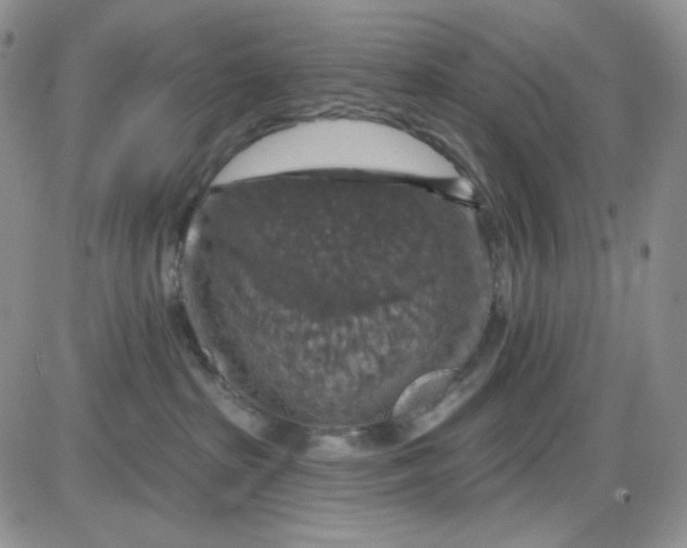 X0000085300285200703231906