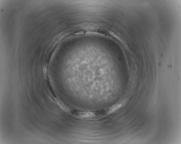 X0000085300288200703231906