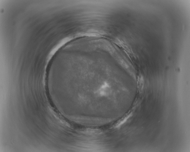 X0000085300292200703231905