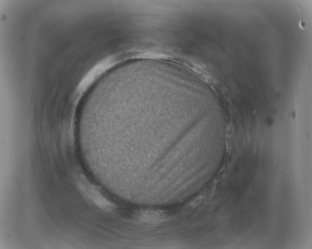 X0000085300296200703231905