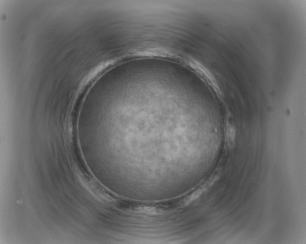 X0000085300298200703231905