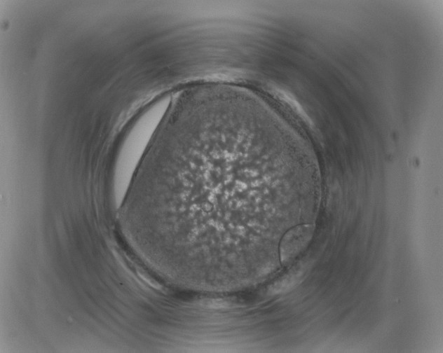 X0000085300299200703231905