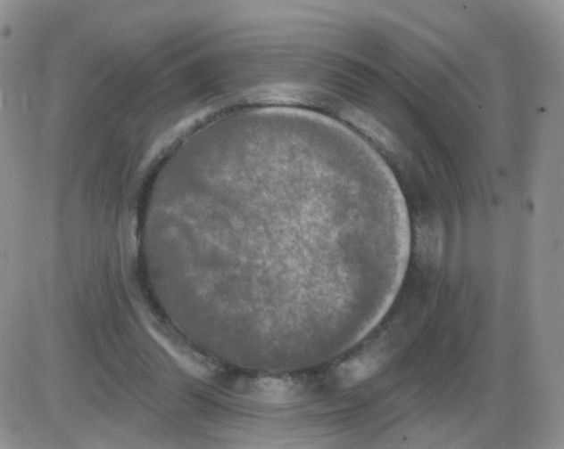 X0000085300302200703231905