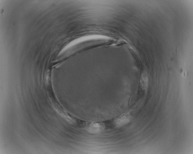 X0000085300330200703231904