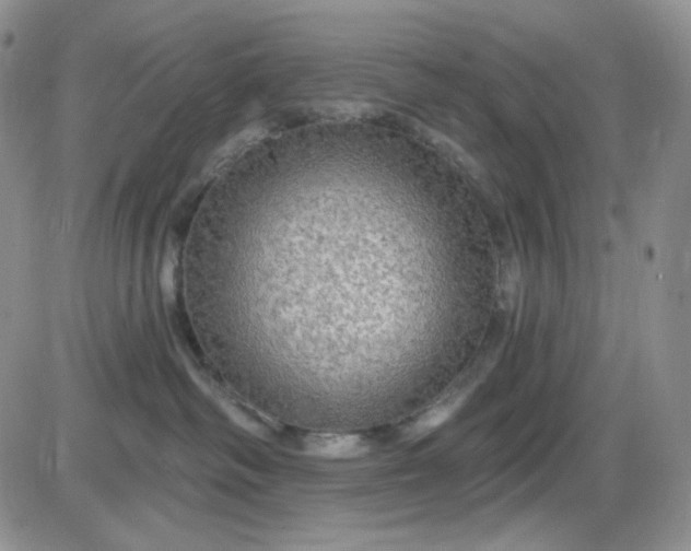 X0000085300334200703231904