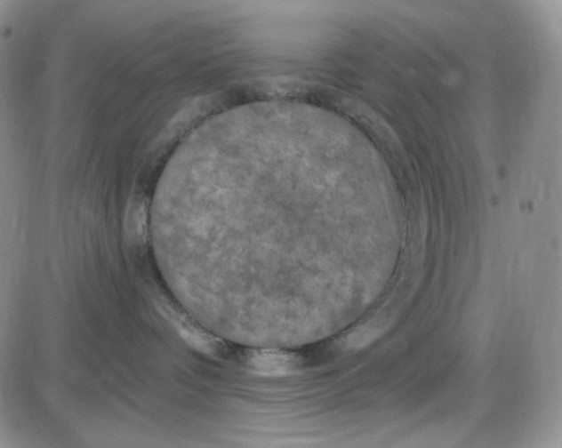 X0000085300336200703231904