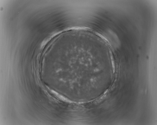 X0000085300337200703231904