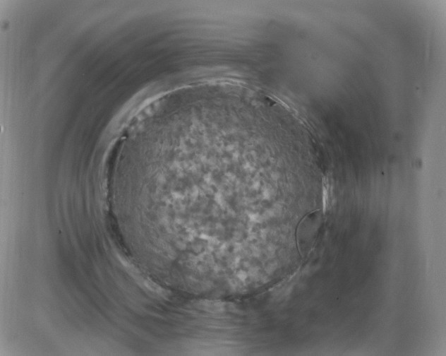 X0000085300339200703231904