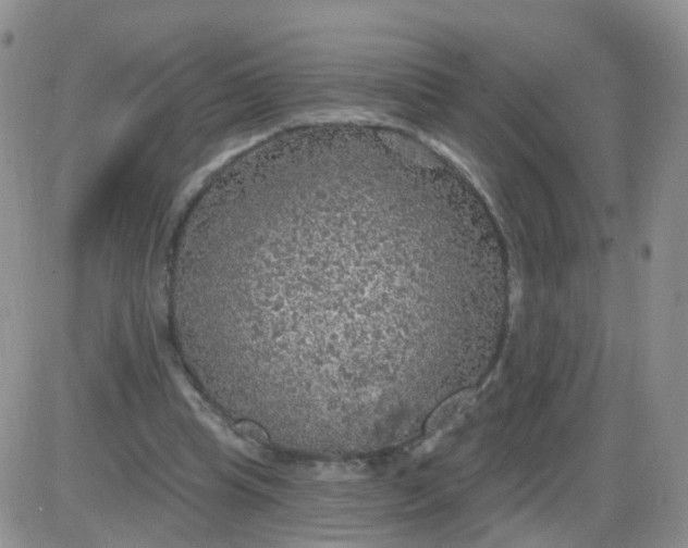 X0000085300345200703231904