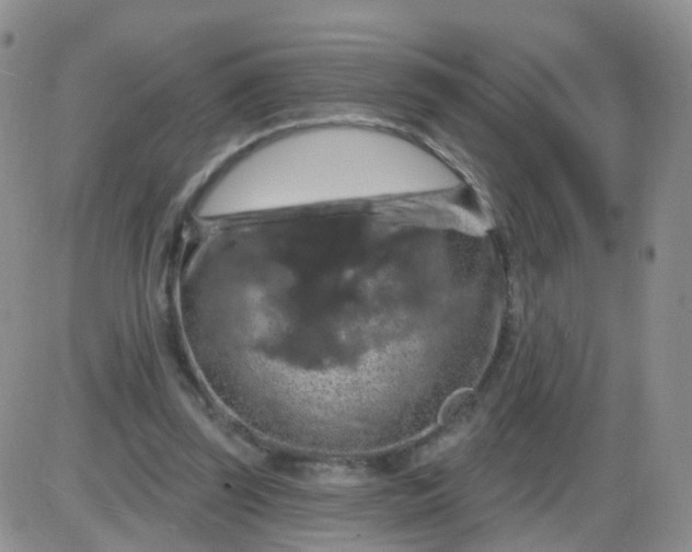 X0000085300347200703231904