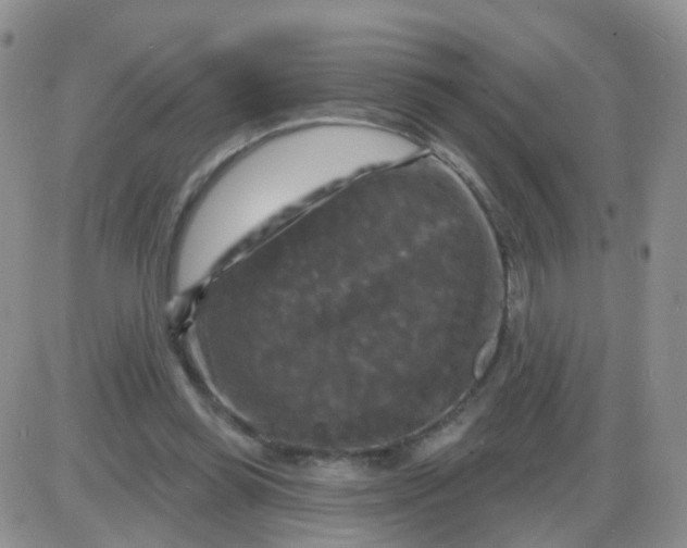 X0000085300349200703231904