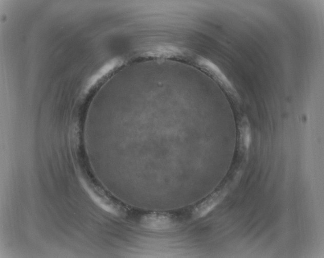 X0000085300354200703231904