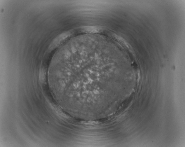 X0000085300359200703231904