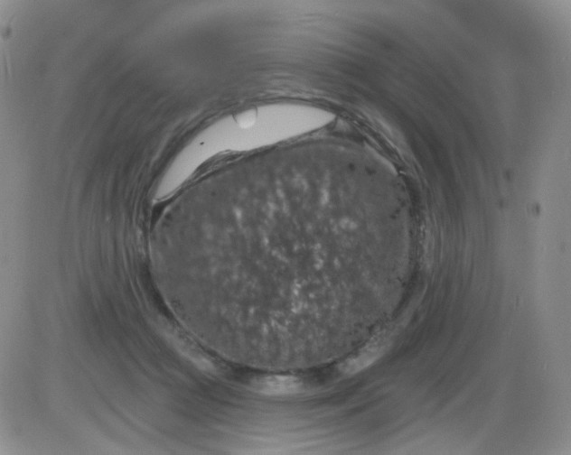 X0000085300361200703231904