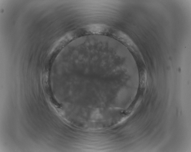 X0000085300365200703231904