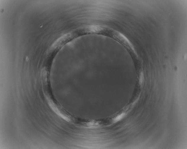 X0000085300366200703231904