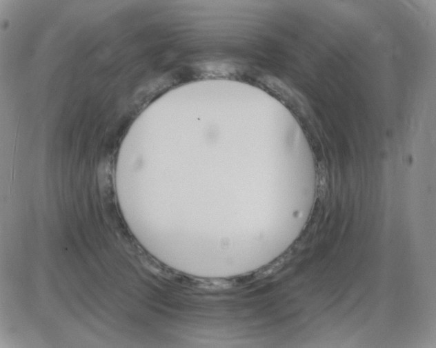 X0000085300369200703231904