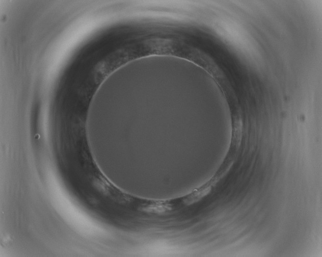 X0000085300383200703231904