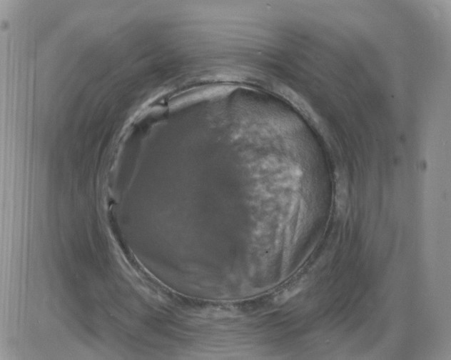 X0000085300386200703231904