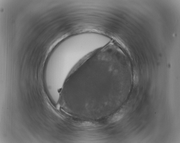 X0000085300390200703231903