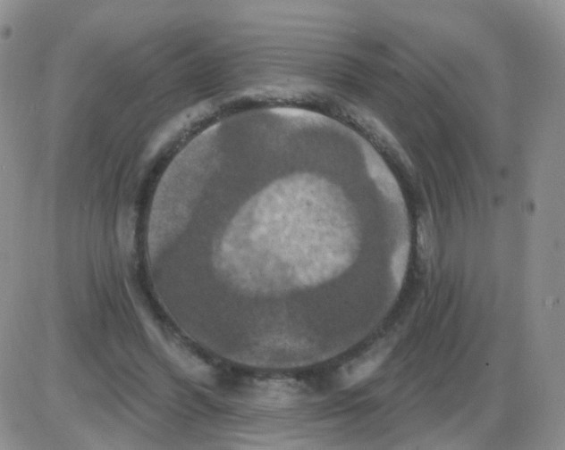 X0000085300396200703231903