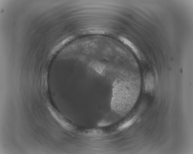 X0000085300398200703231903