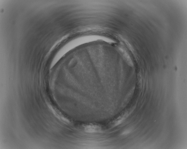 X0000085300400200703231903