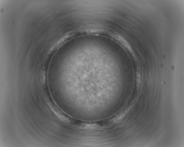 X0000085300401200703231903