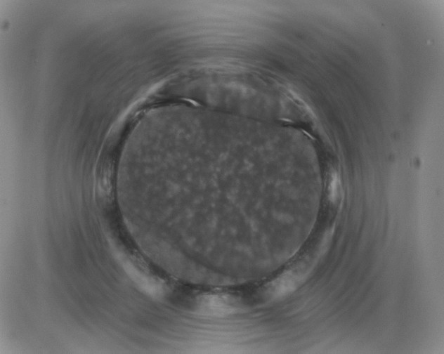 X0000085300408200703231903