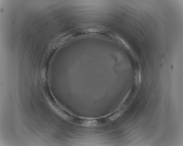 X0000085300410200703231903