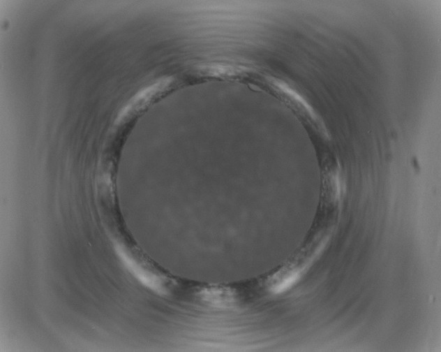 X0000085300415200703231903