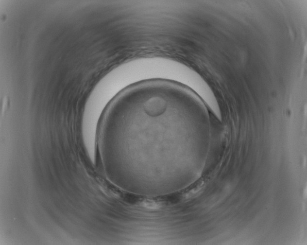 X0000085300416200703231903