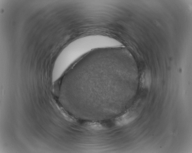 X0000085300424200703231903