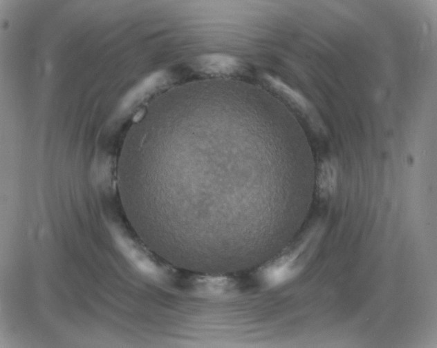 X0000085300428200703231903