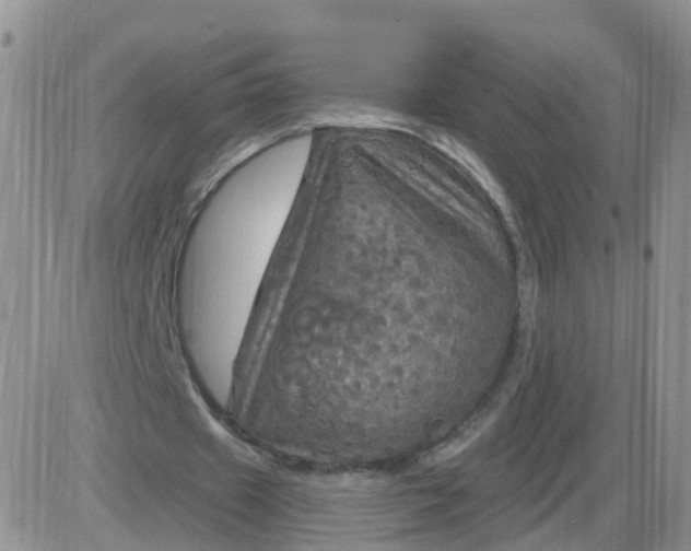 X0000085300433200703231902