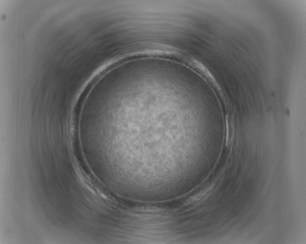 X0000085300435200703231902