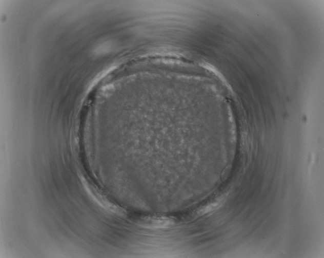 X0000085300443200703231902