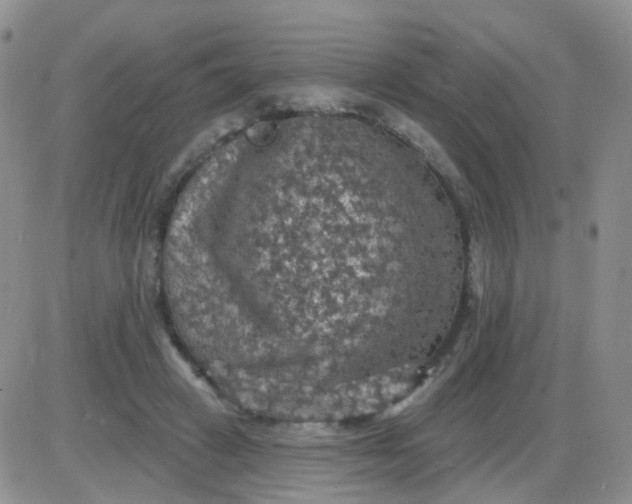 X0000085300449200703231902