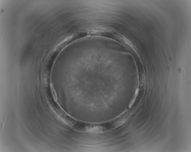 X0000085300452200703231902