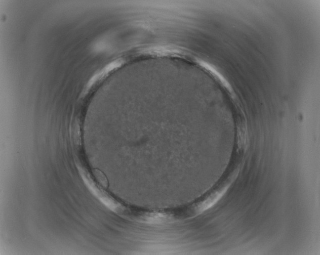 X0000085300453200703231902