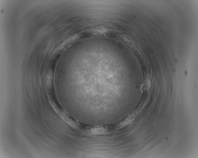 X0000085300468200703231903