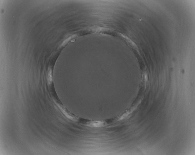 X0000085300479200703231903