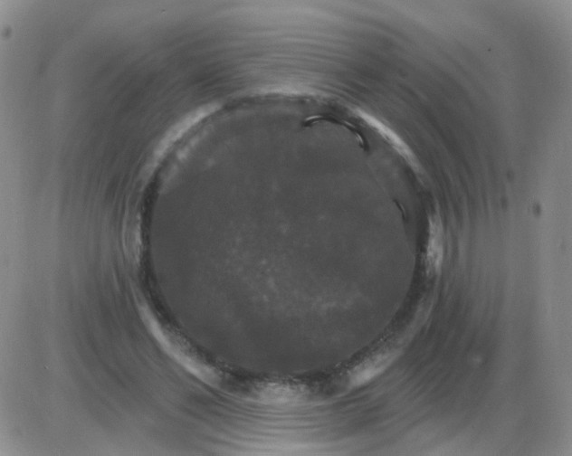 X0000085300494200703231902