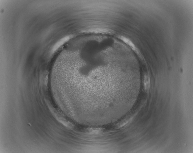 X0000085300495200703231902