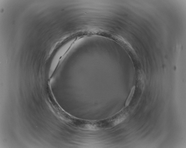 X0000085300496200703231902