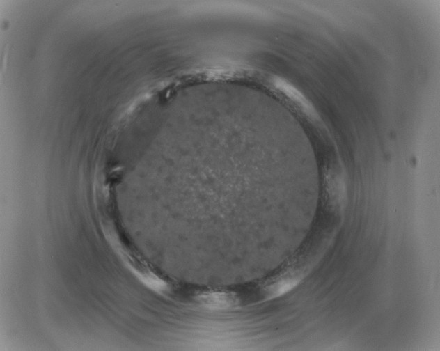 X0000085300499200703231902