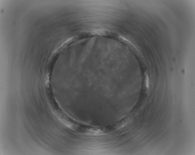 X0000085300502200703231902