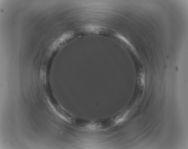 X0000085300504200703231902